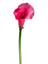 Load image into Gallery viewer, Beauty