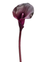 Load image into Gallery viewer, Eggplant