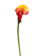 Load image into Gallery viewer, Two Tone Flame