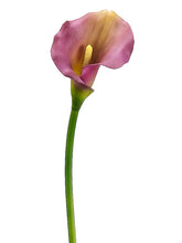 Load image into Gallery viewer, PURPLE