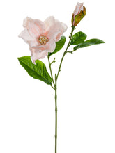 Load image into Gallery viewer, Blush