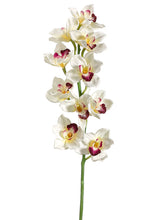 Load image into Gallery viewer, Cream Burgundy