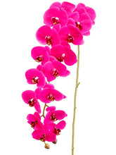 Load image into Gallery viewer, Orchid