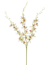 Load image into Gallery viewer, Cream Orchid