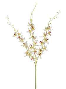 Cream Orchid