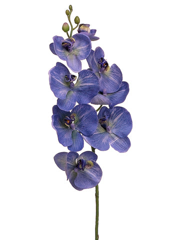 Delphinium