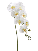 Load image into Gallery viewer, Cream Yellow
