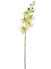 Load image into Gallery viewer, Cream Yellow