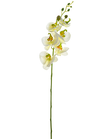 Cream Yellow