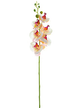 Load image into Gallery viewer, Pink Cream