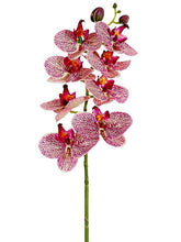 Load image into Gallery viewer, Cerise Orchid