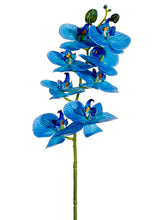 Load image into Gallery viewer, Delphinium