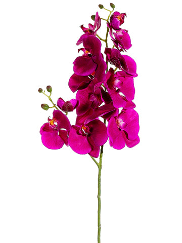 Orchid
