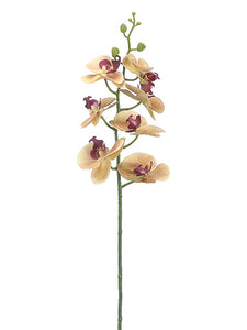 34" Phalaenopsis Orchid Spray  Yellow Tea Berry (pack of 12)