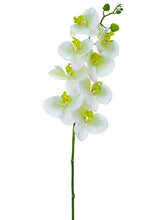 Load image into Gallery viewer, Cream Greem