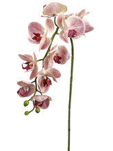 Load image into Gallery viewer, Boysenberry Cream