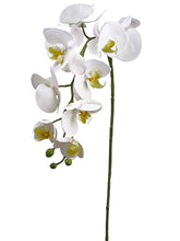 Load image into Gallery viewer, Cream Green