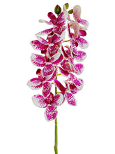 Load image into Gallery viewer, Cream Orchid