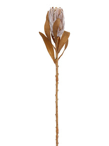 23.5" Dried Look Princess Protea Spray Two Tone Camel (pack of 12)