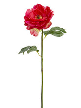 Load image into Gallery viewer, Beauty