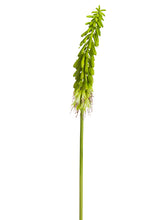 Load image into Gallery viewer, Light Green