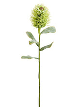Load image into Gallery viewer, Green