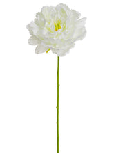 Load image into Gallery viewer, Cream
