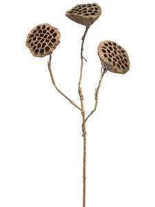 37" Pod Spray x3  Brown (pack of 12)