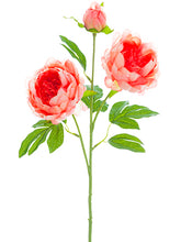 Load image into Gallery viewer, Coral
