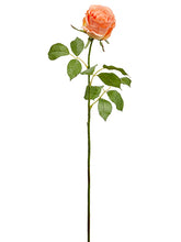 Load image into Gallery viewer, Coral