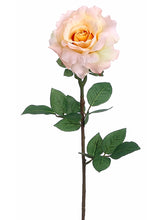 Load image into Gallery viewer, Yellow Apricot