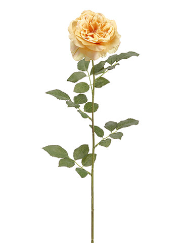 Apricot