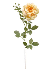 Load image into Gallery viewer, Apricot