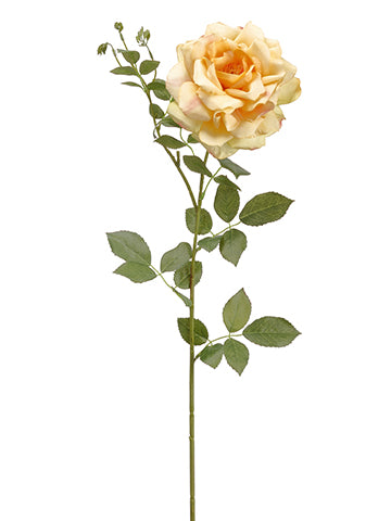 Apricot