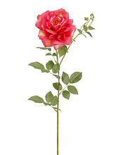 Load image into Gallery viewer, Beauty