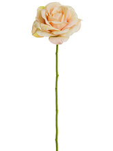 Load image into Gallery viewer, Blush