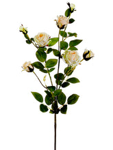 Load image into Gallery viewer, Peach Cream