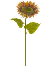 Load image into Gallery viewer, Brown