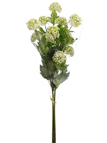 Cream Green