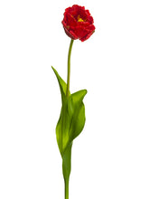 Load image into Gallery viewer, Red