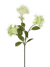 Load image into Gallery viewer, Cream Green