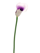 Load image into Gallery viewer, Cream Purple