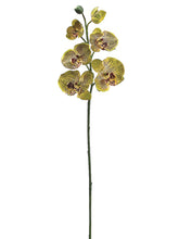 Load image into Gallery viewer, Green Burgundy