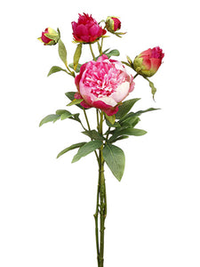 25" Peony Bundle  Beauty (pack of 12)