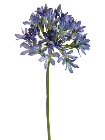 Blue Purple