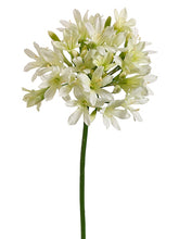 Load image into Gallery viewer, Cream