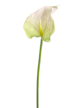 Load image into Gallery viewer, Cream Green