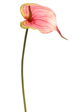 Load image into Gallery viewer, Pink Green