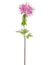 Load image into Gallery viewer, Purple