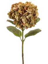 Load image into Gallery viewer, Green Coffee